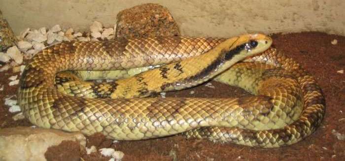 False Water Cobra