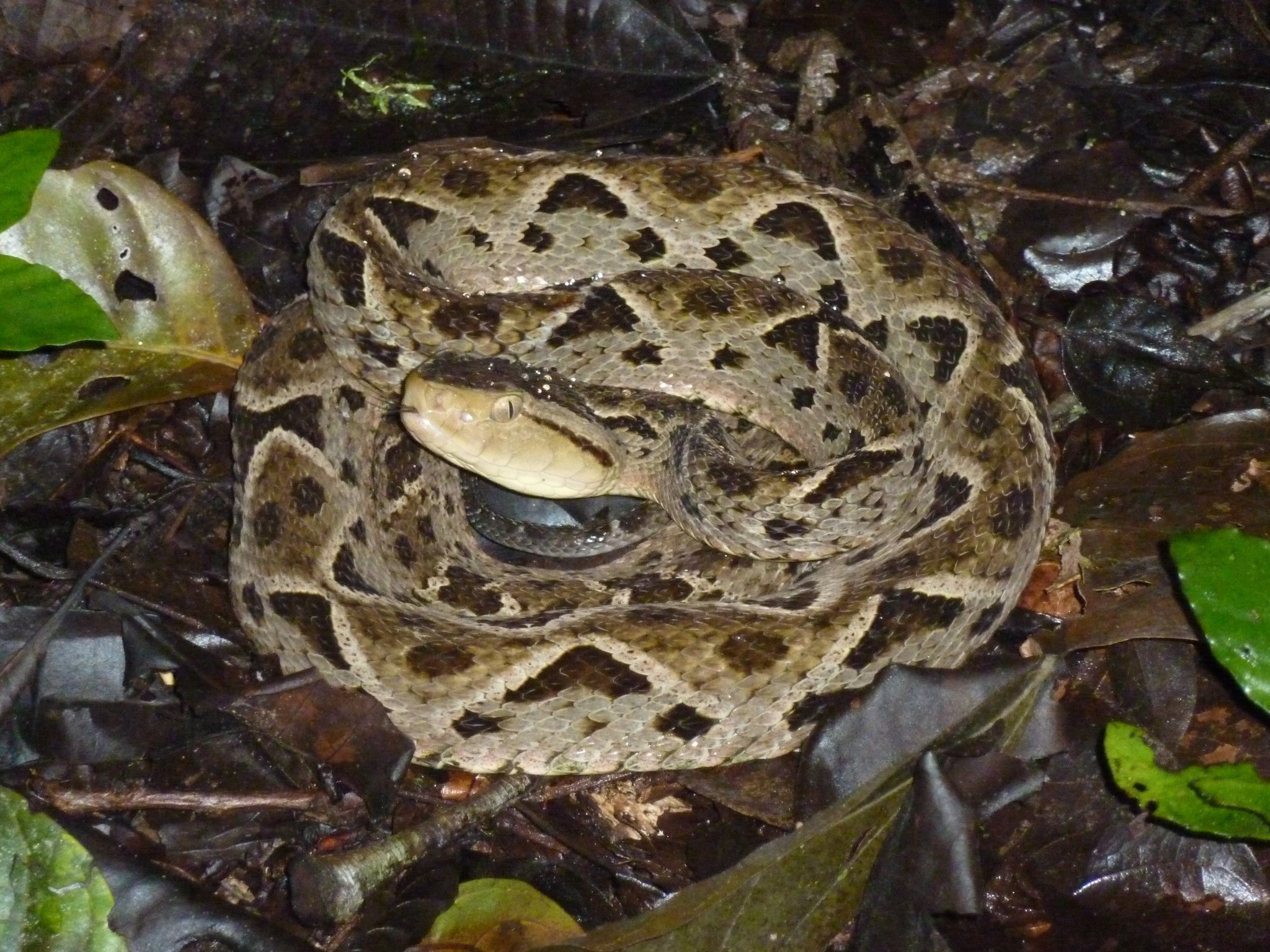Fer-de-lance