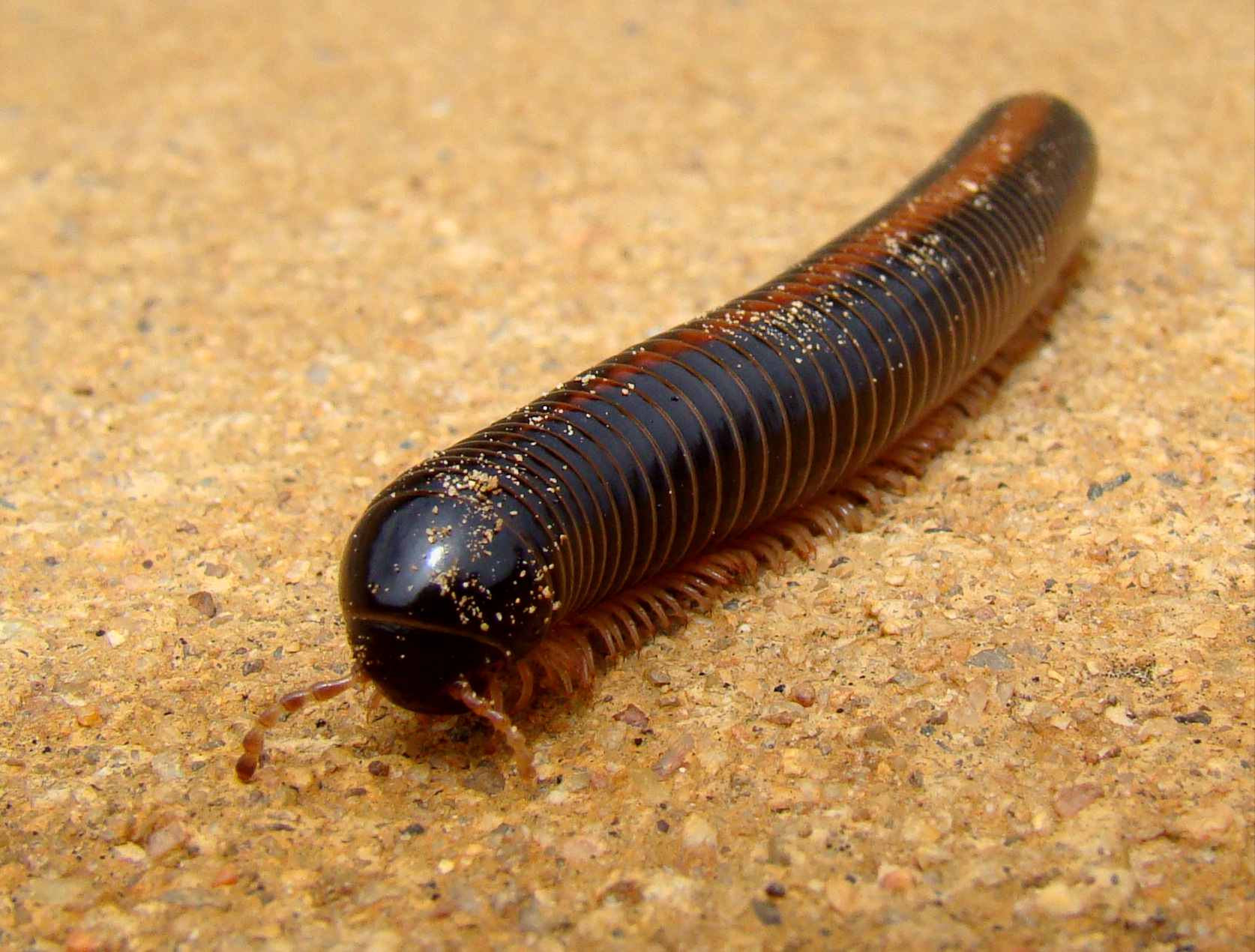 Giant African Millipede