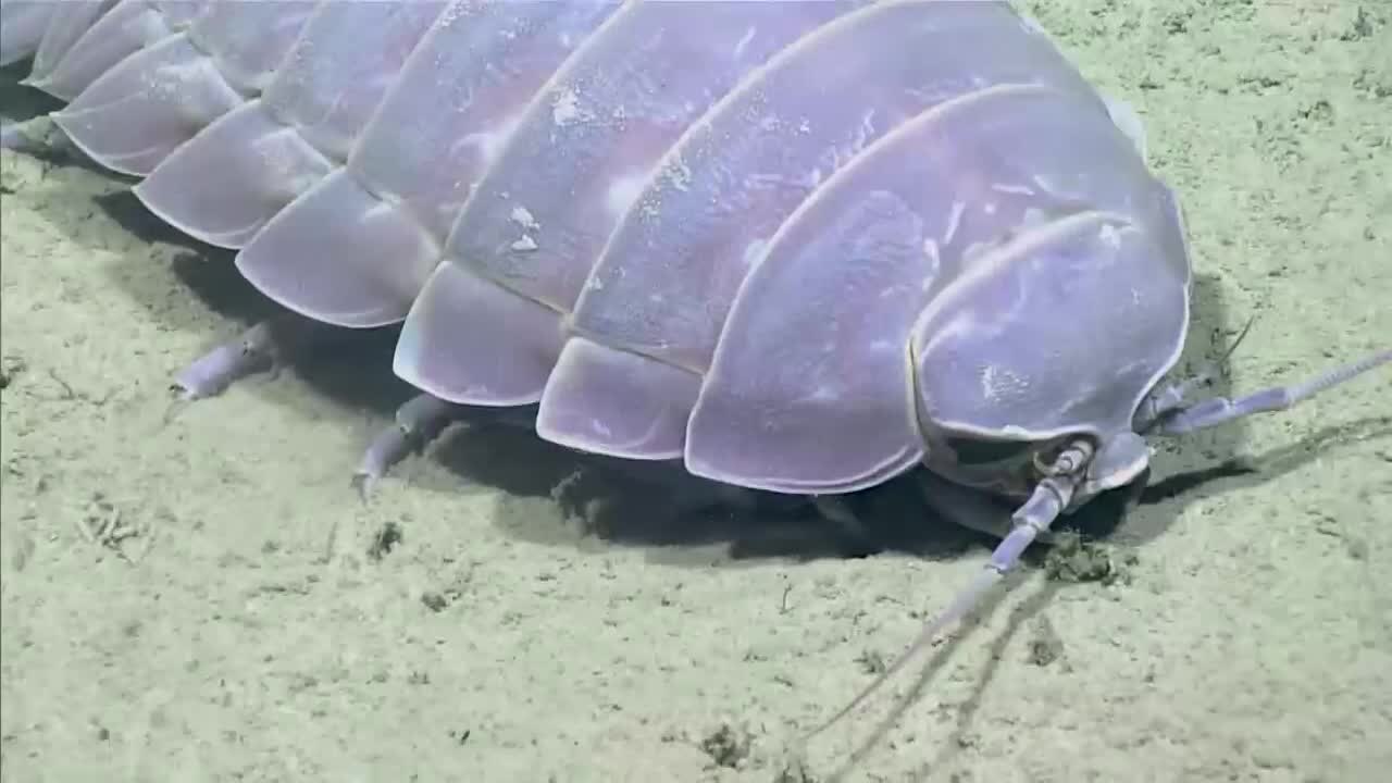 Giant Isopod