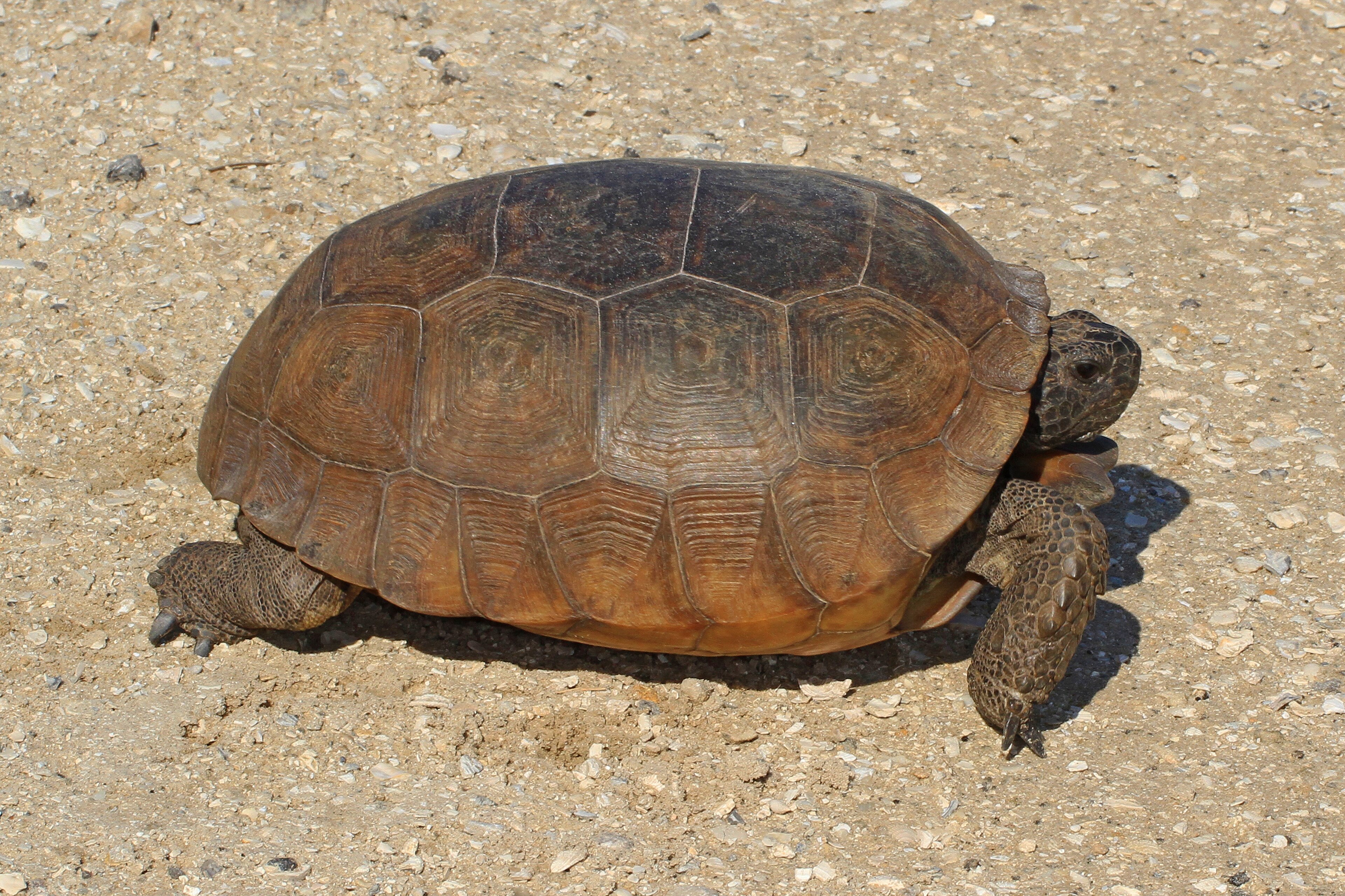 Gopher Tortoise