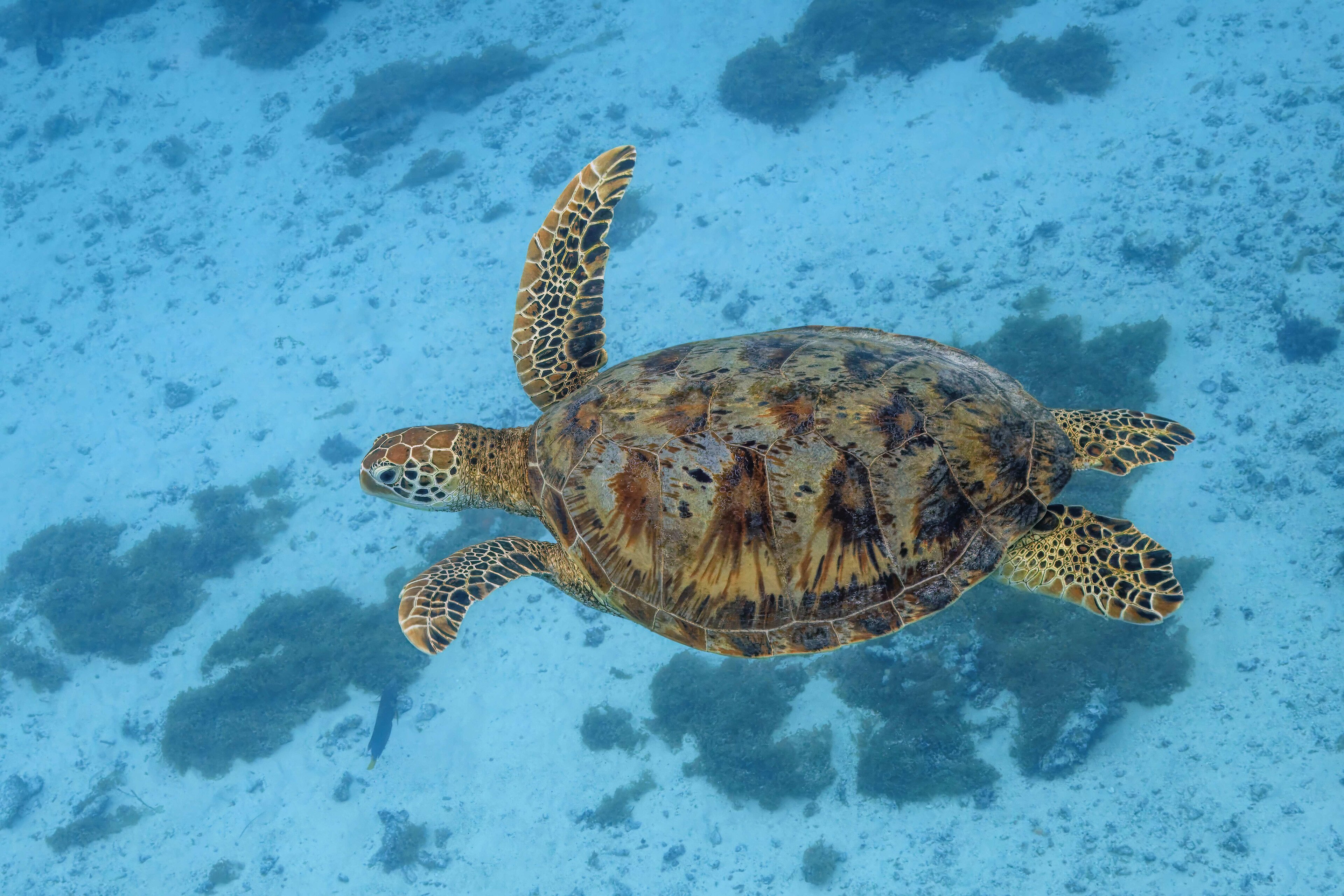 Green Sea Turtle