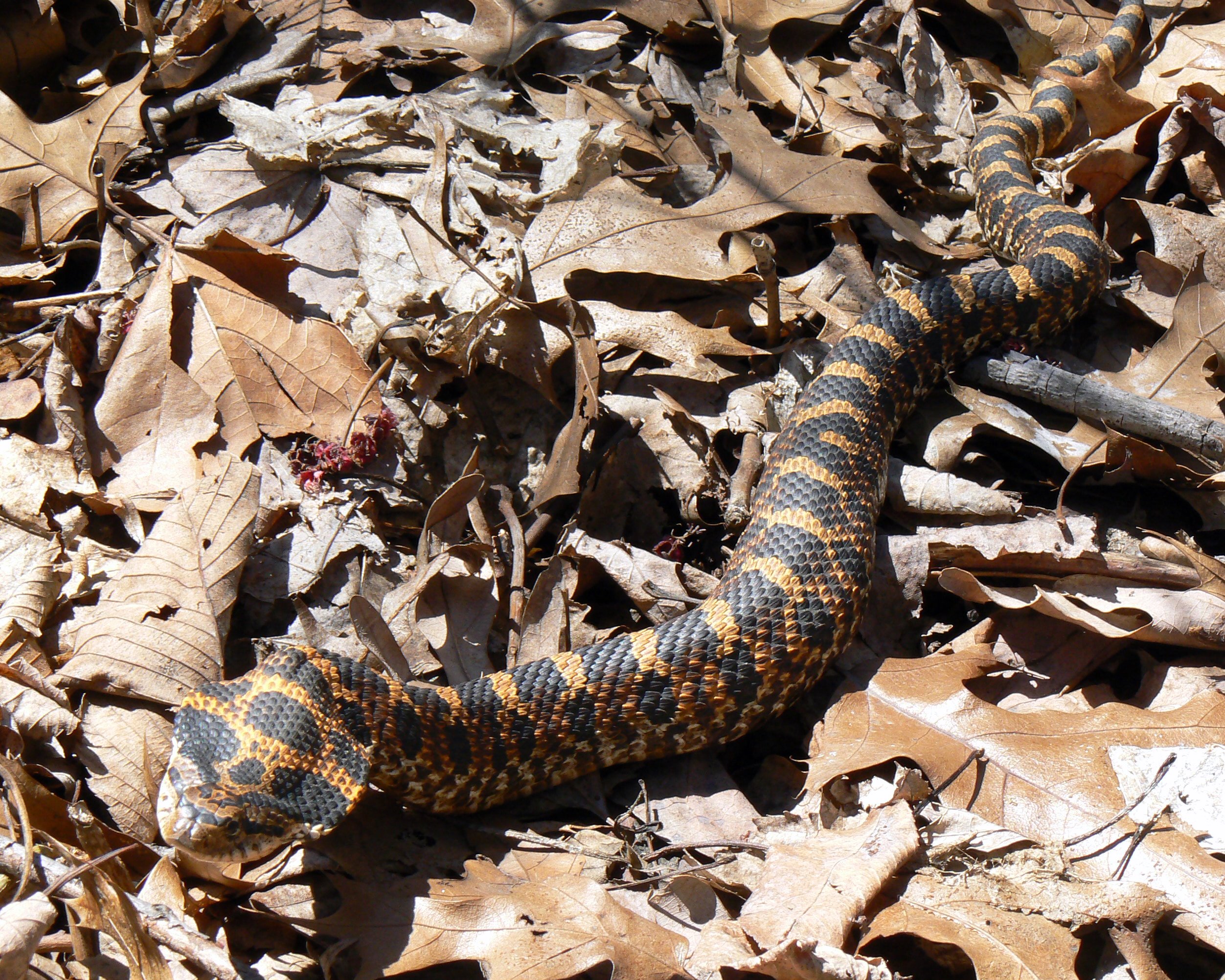 Hognose Snake