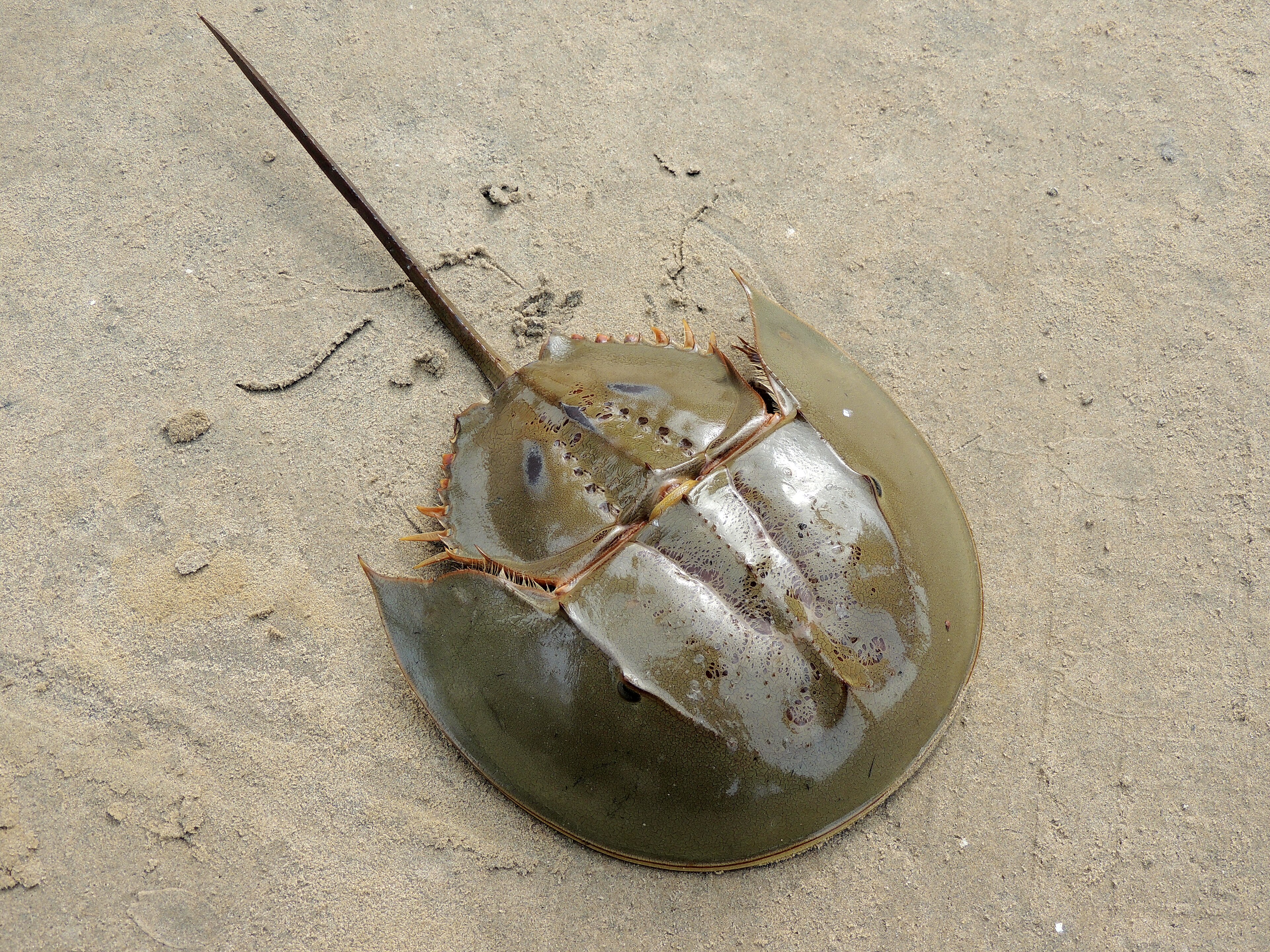 Arthropod