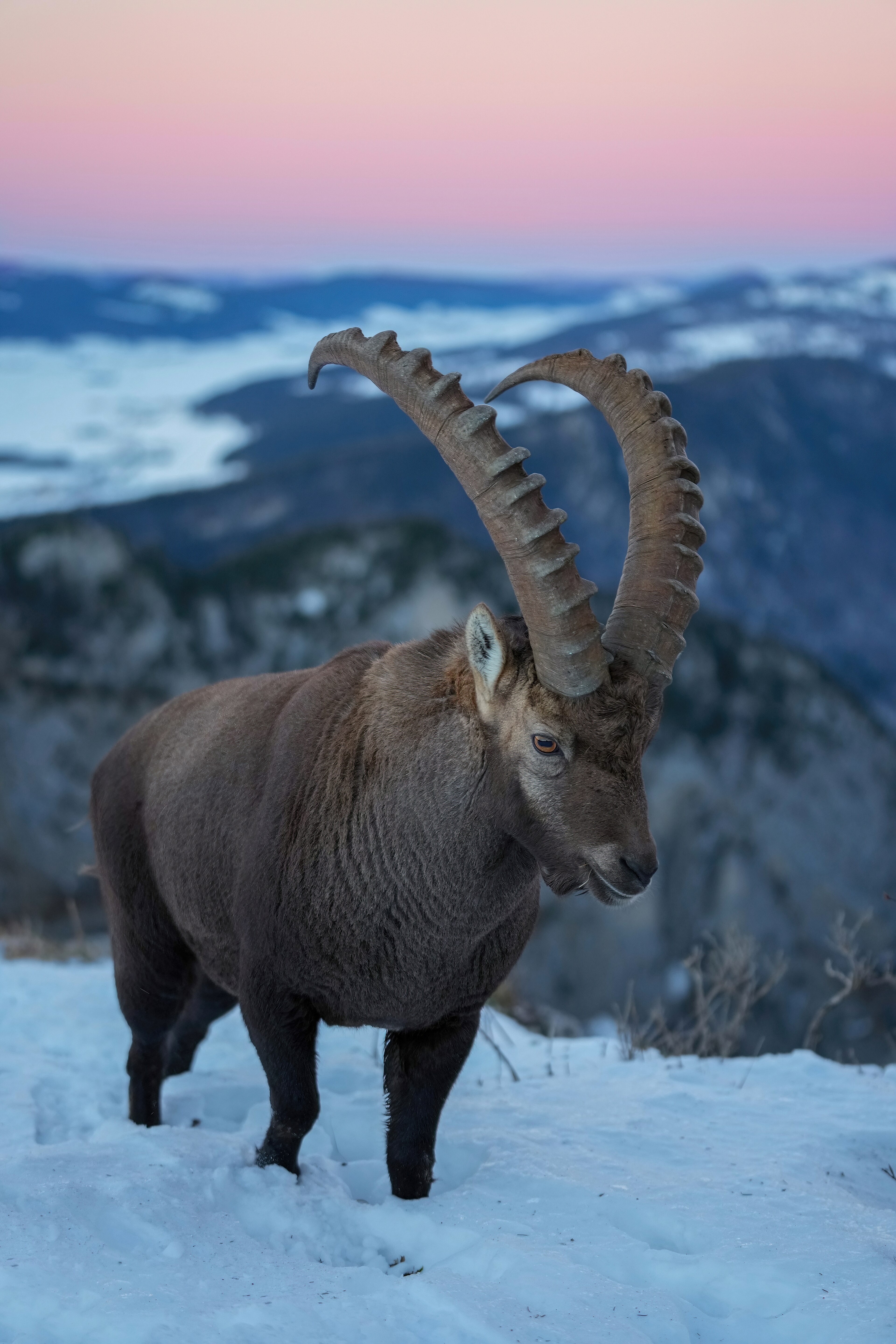 Ibex
