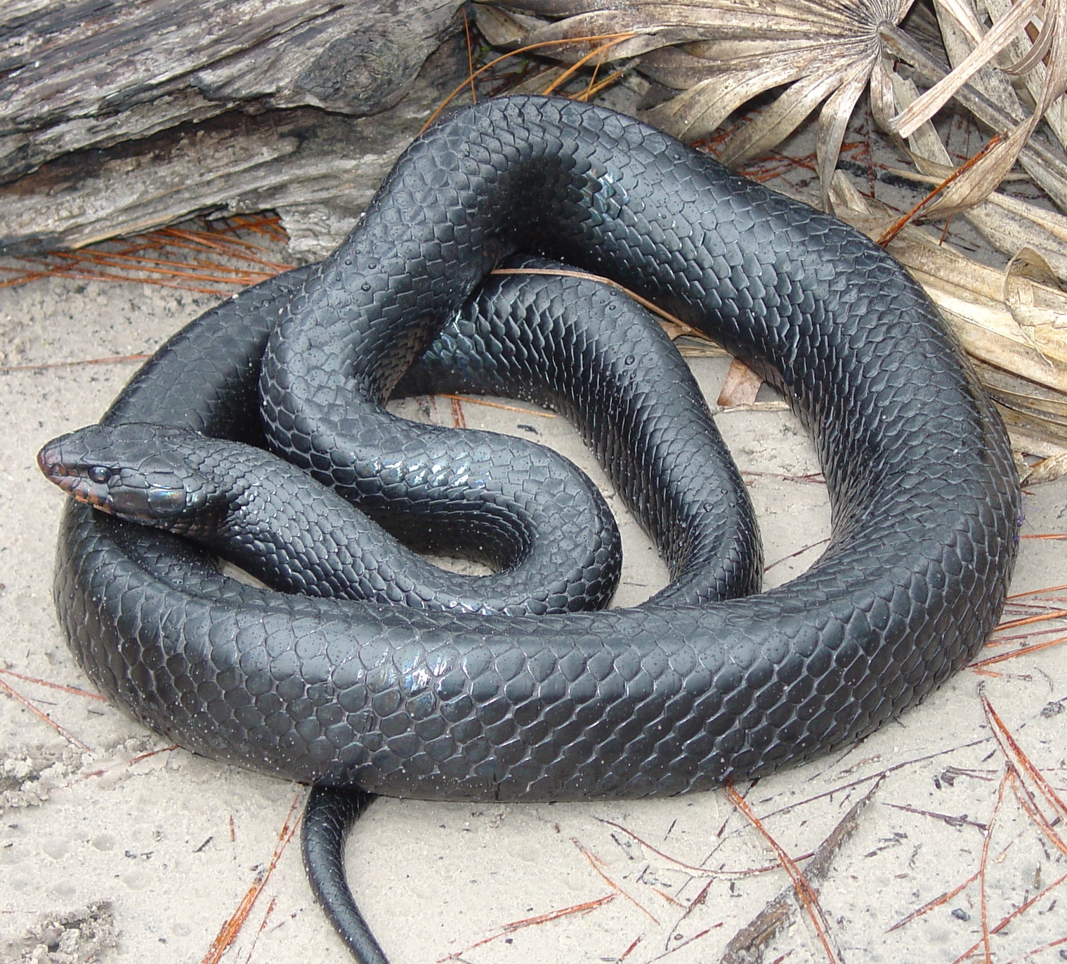 Indigo Snake