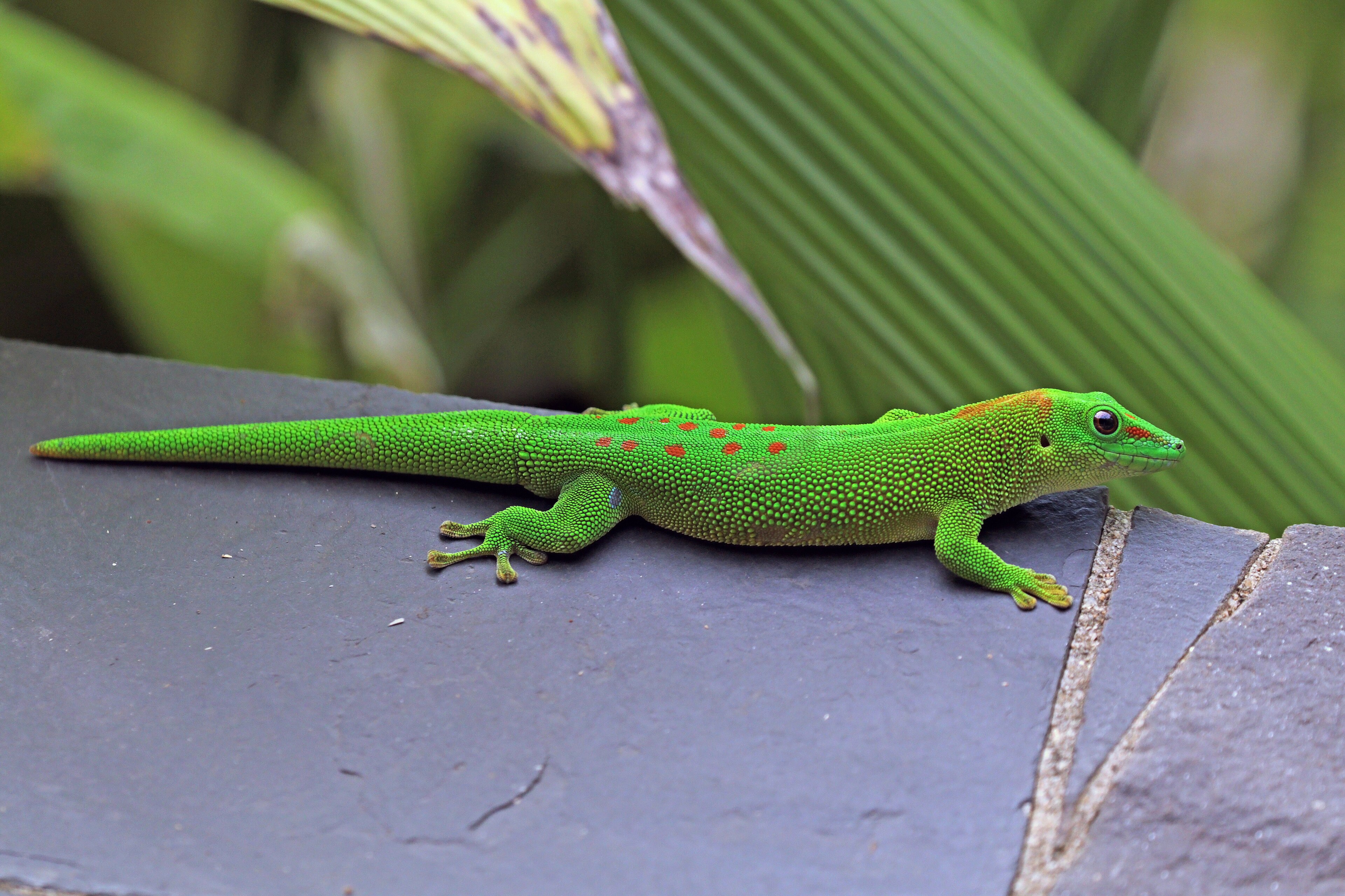 Madagascar Day Gecko