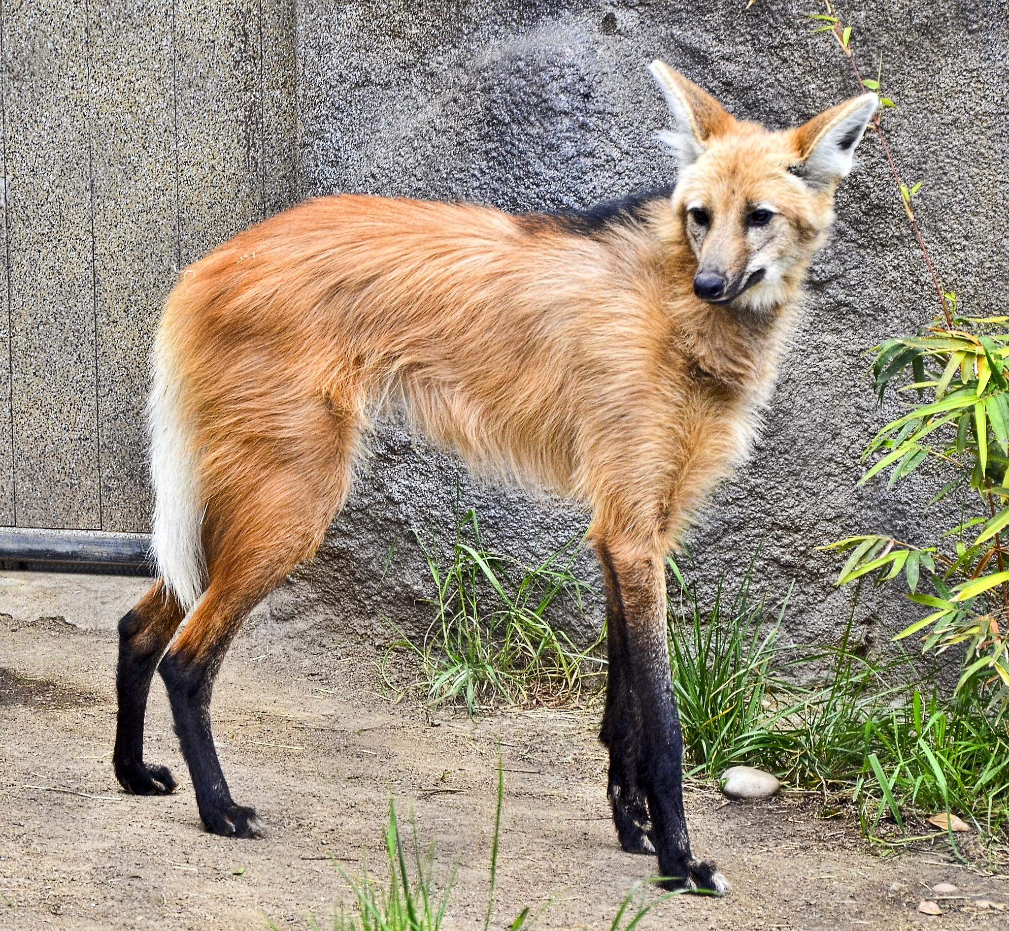 Maned Wolf