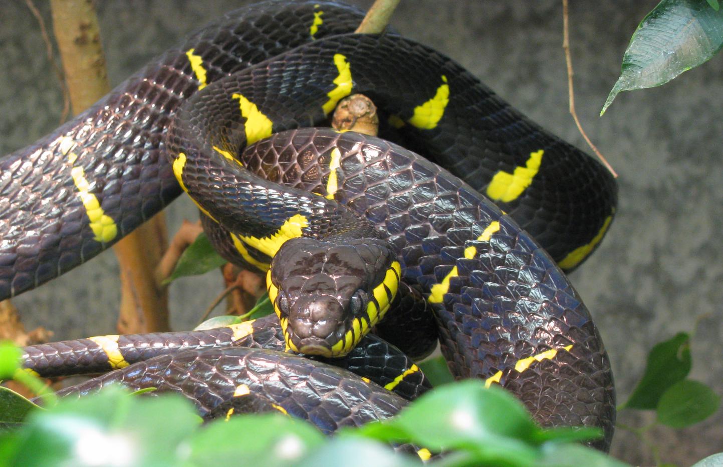Mangrove Snake