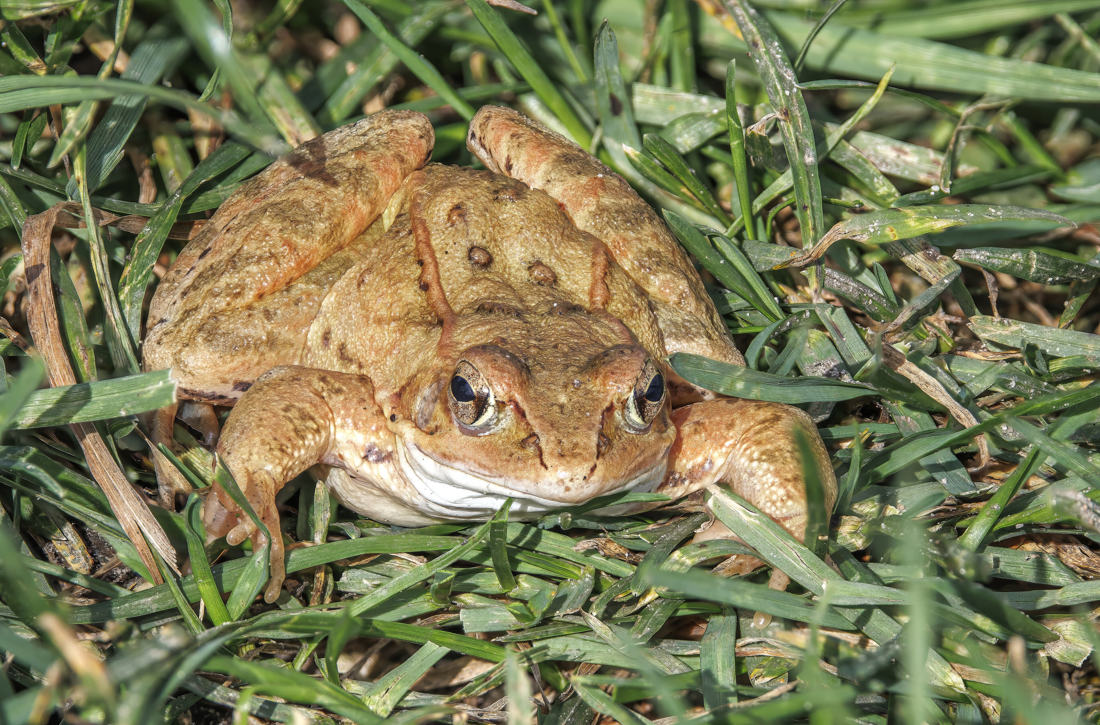 Moor Frog
