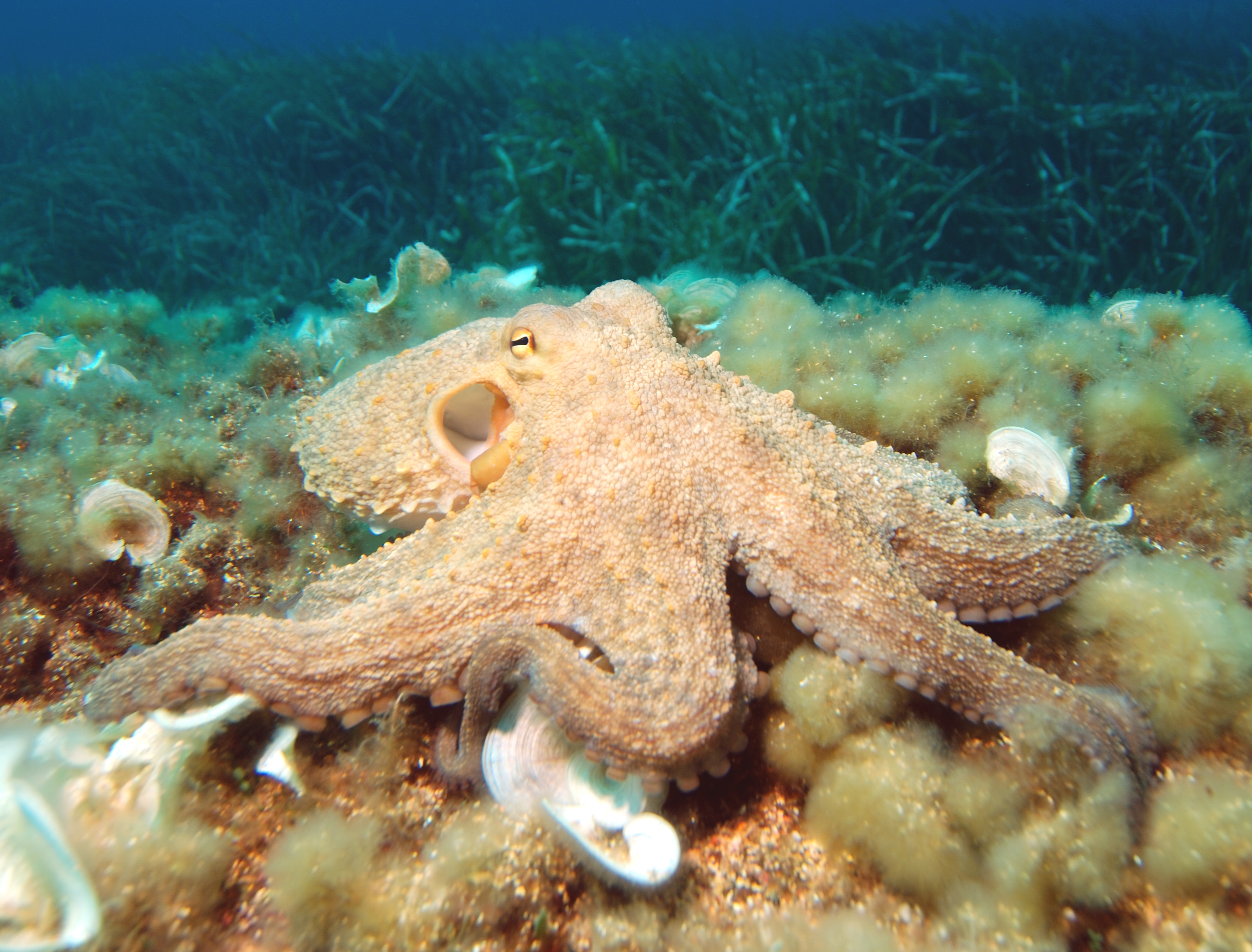 Mollusk