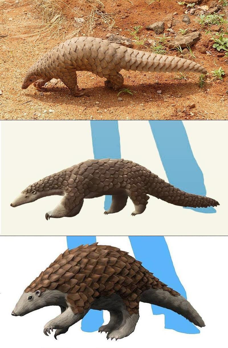 Pangolin