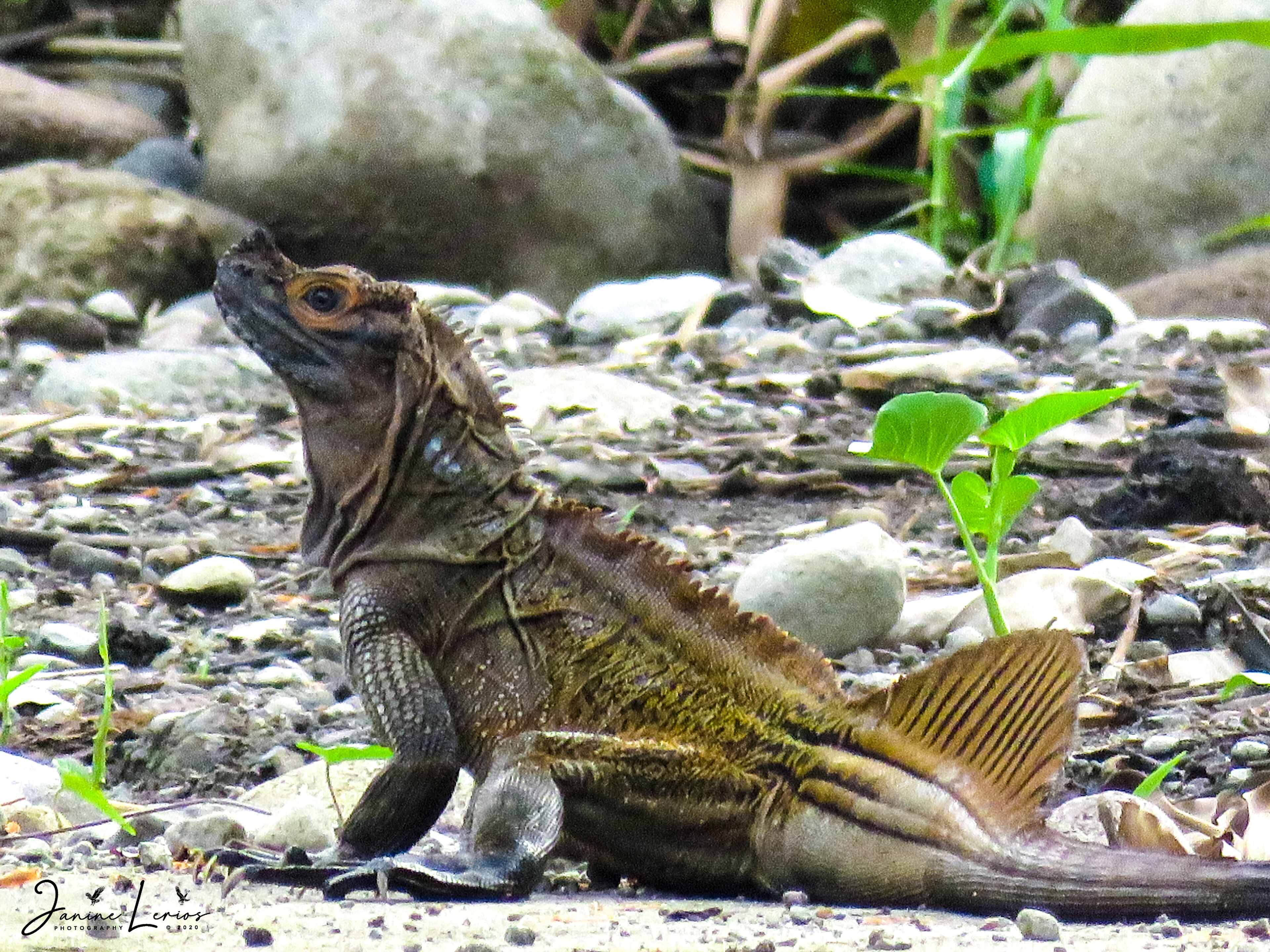 Philippine Sailfin Lizard