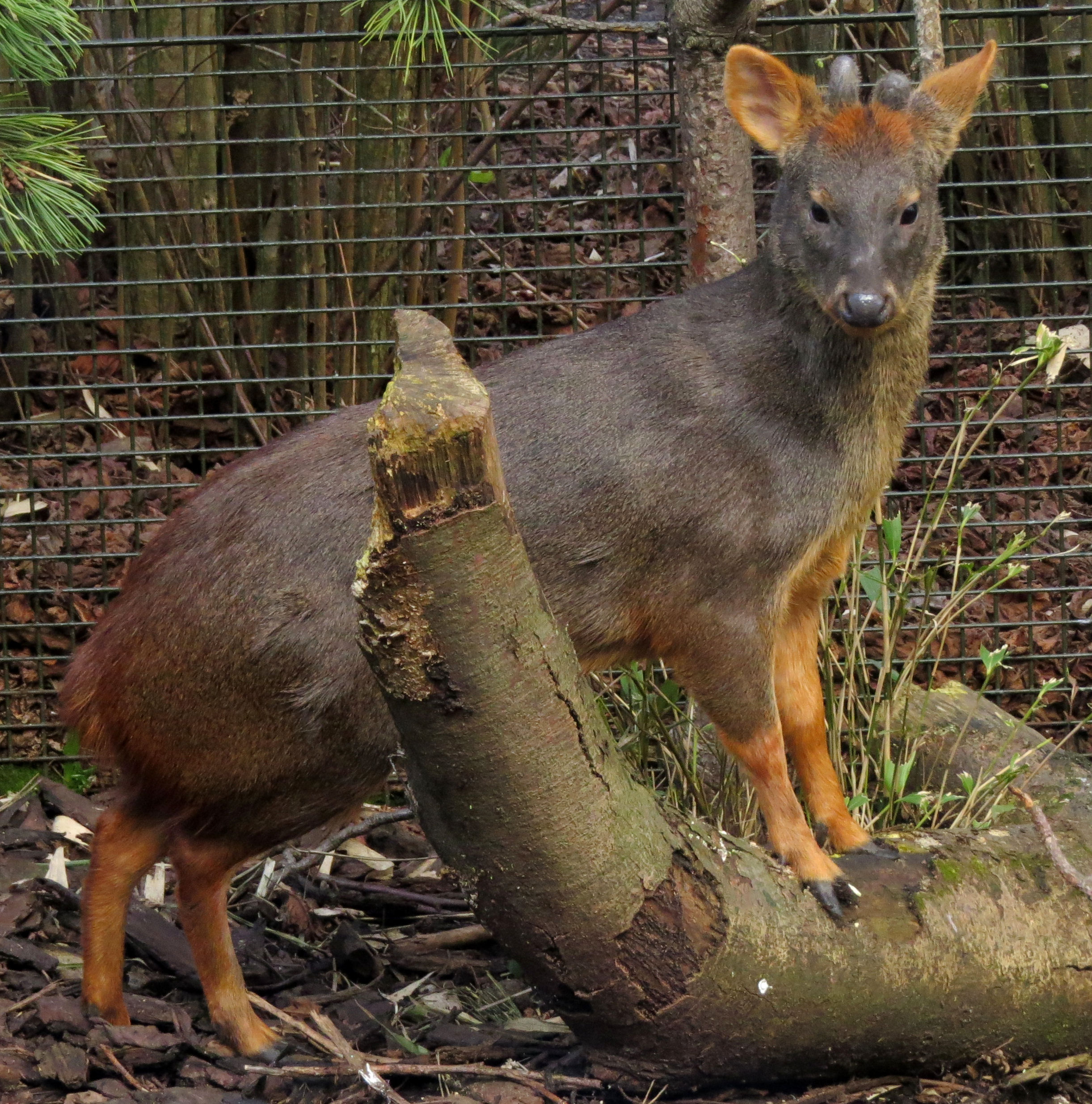 Pudu