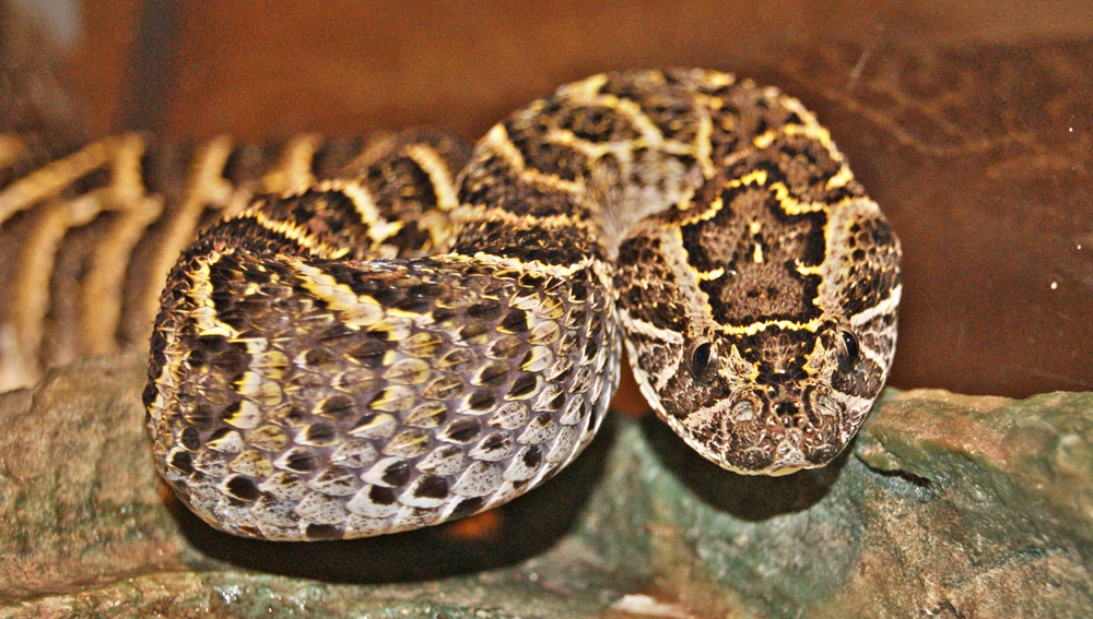Puff Adder