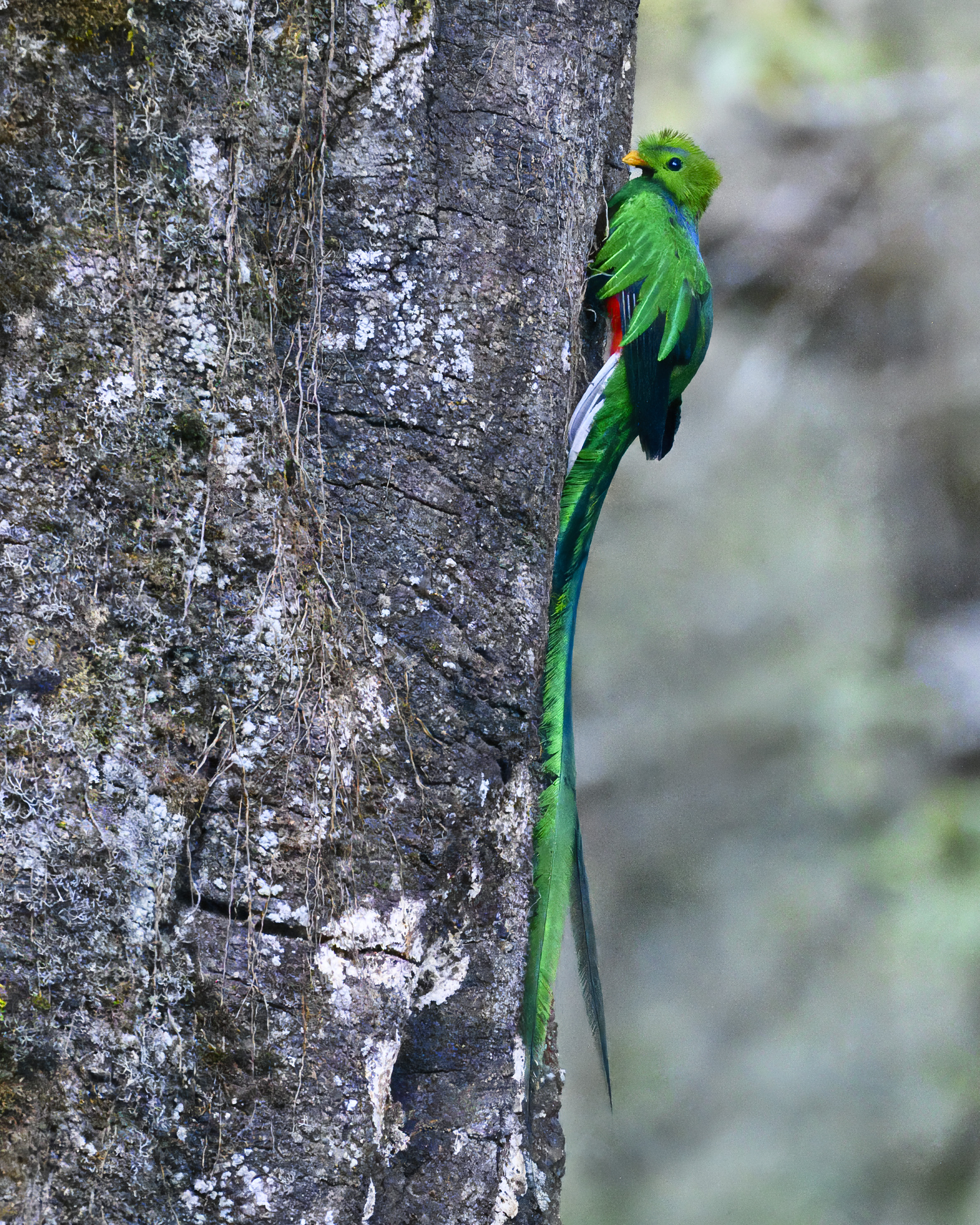 Quetzal