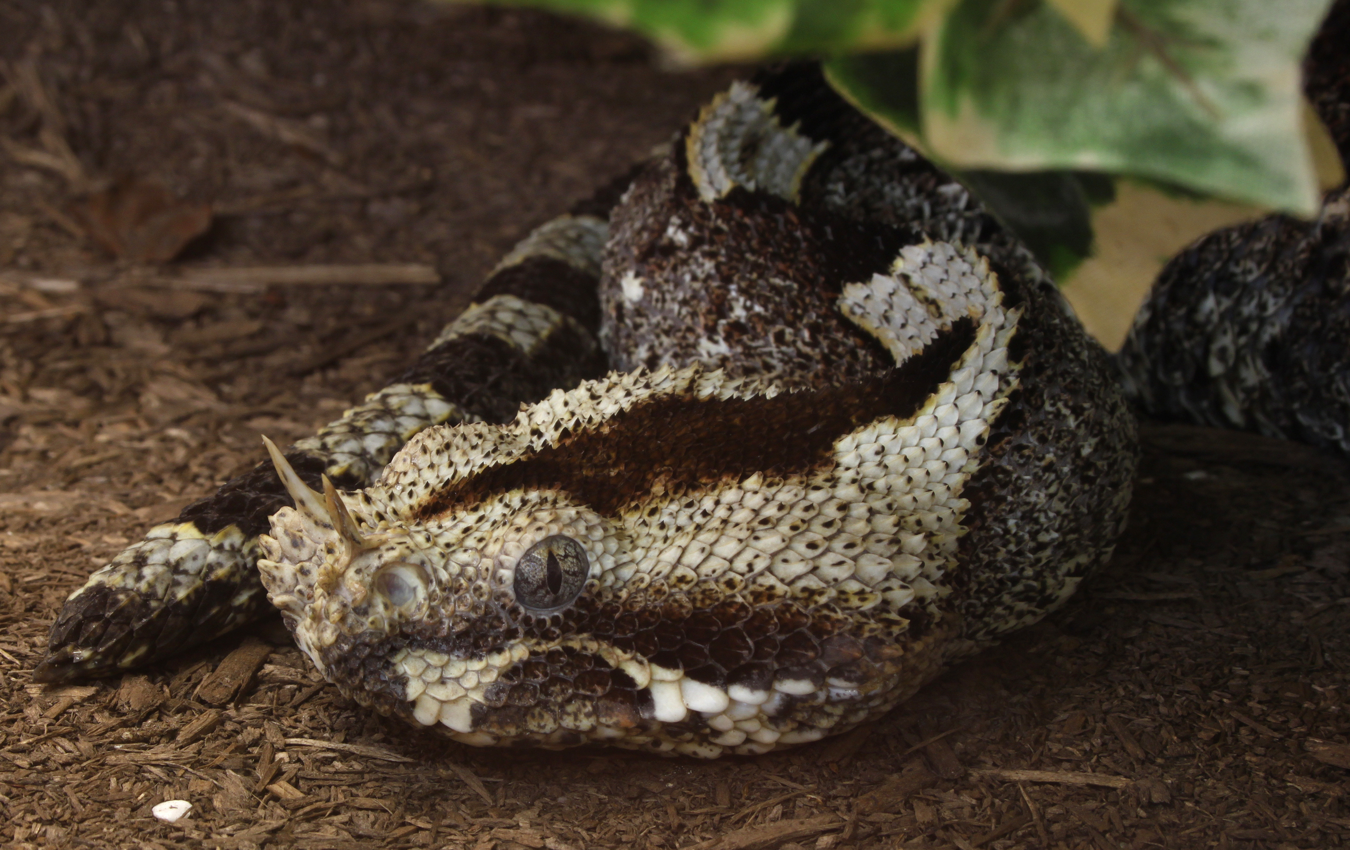 Rhinoceros Viper