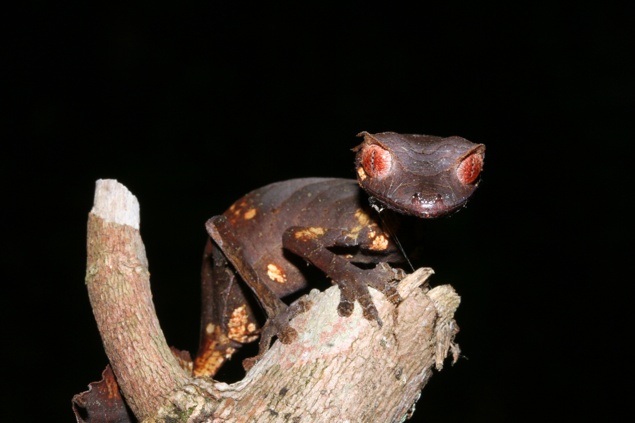 Satanic Leaf-tailed Gecko
