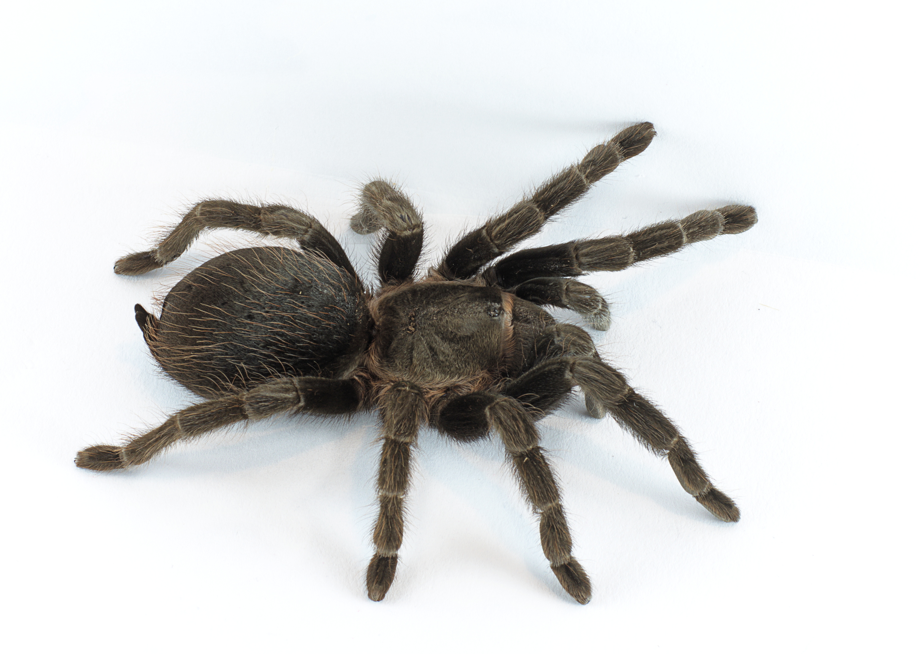 Arachnid