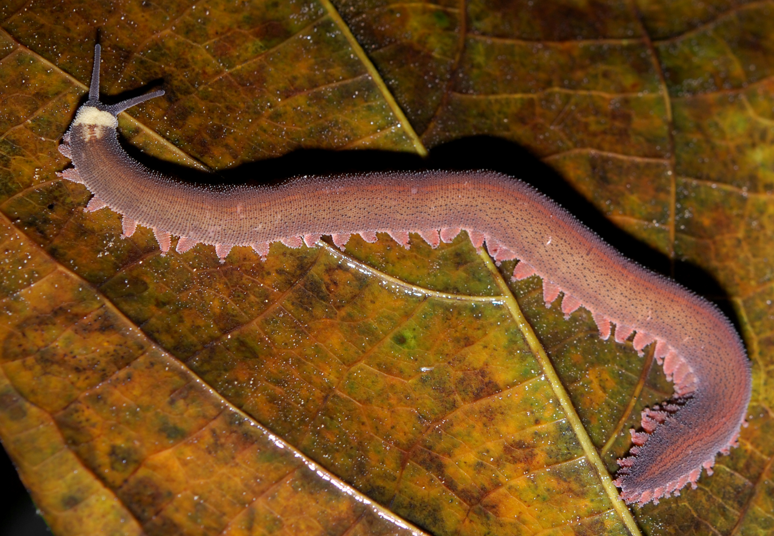 Velvet Worm
