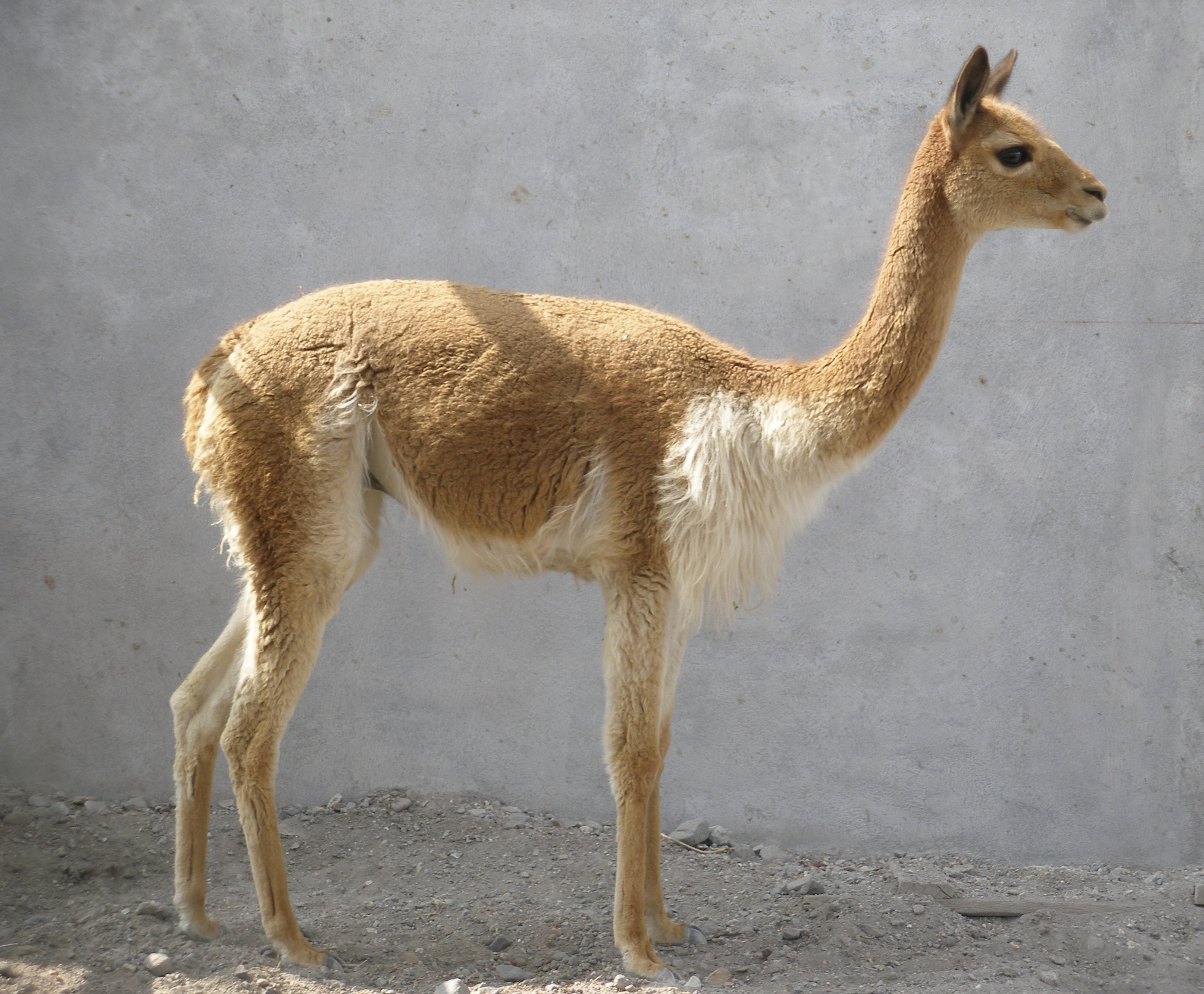 Vicuña