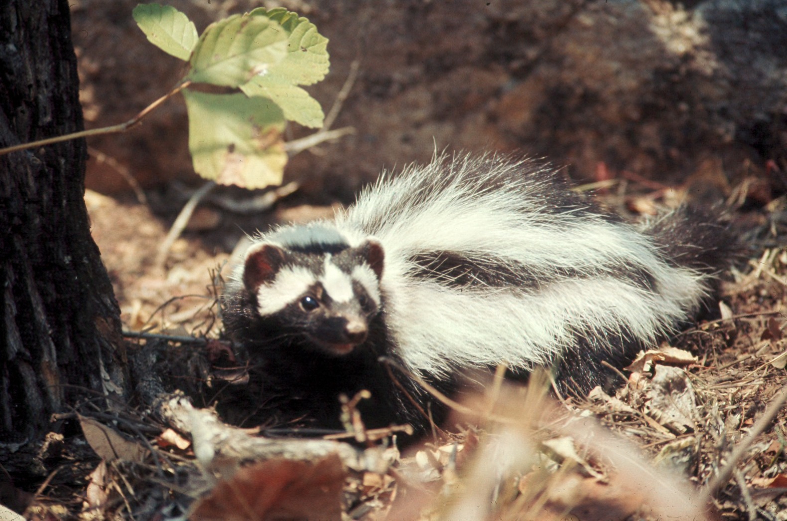 Zorilla