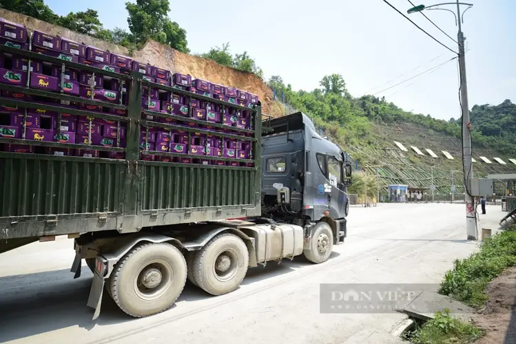 Dịch vụ vận chuyển cây từ Trung Quốc cách thức, giá cước và thủ tục hải quan
