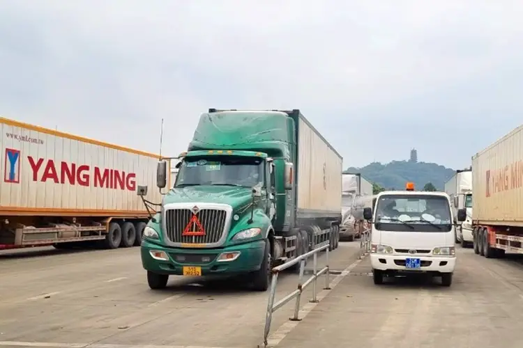 Dịch vụ vận chuyển cây từ Trung Quốc cách thức, giá cước và thủ tục hải quan