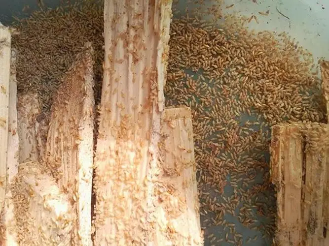 Dịch vụ hun trùng - Giới thiệu, công dụng, quy trình, lợi ích và giá cả