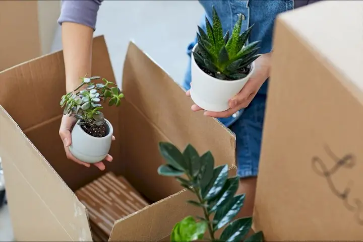 Hướng dẫn chi tiết cách gửi cây cảnh đi Mỹ