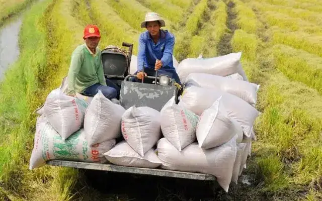 Thủ tục xuất khẩu gạo: Hướng dẫn chi tiết và quy định cần biết