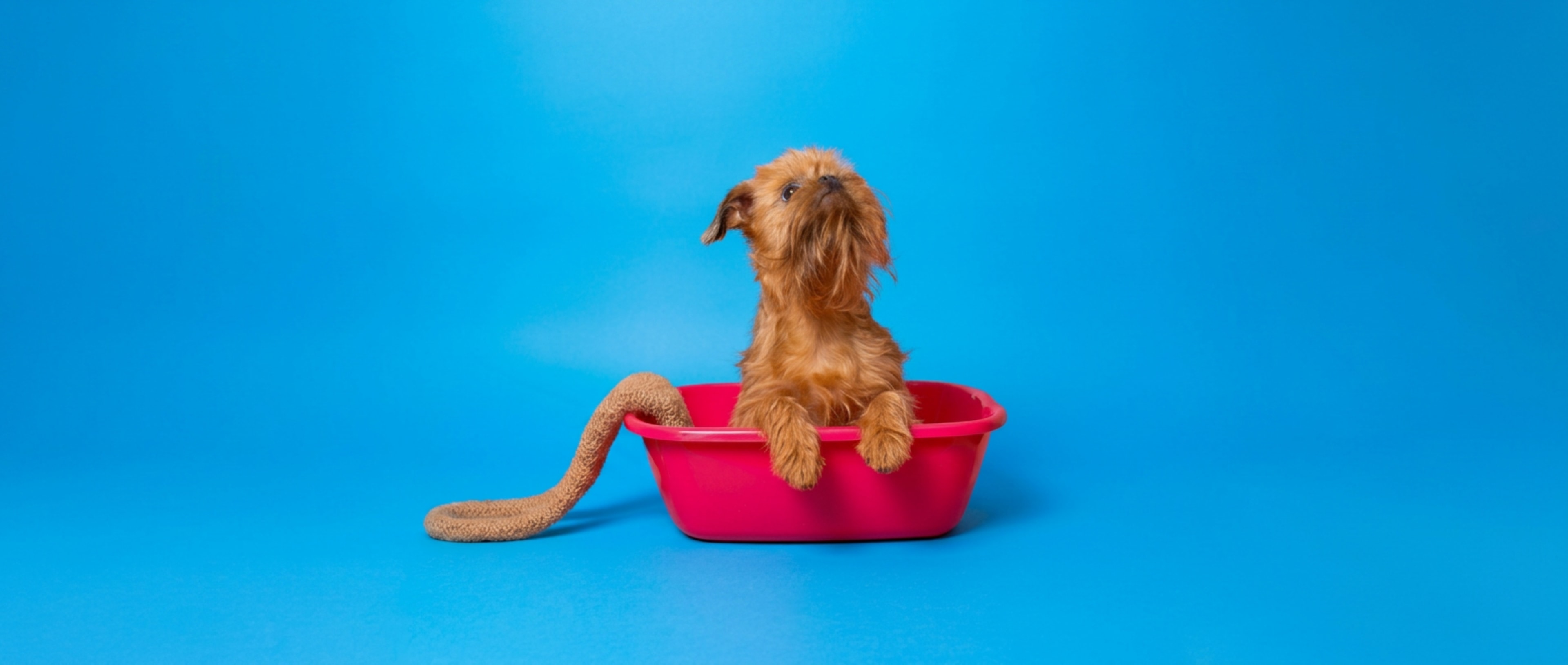 Dog grooming prices in Austin, TX Travis County — Woof Wash mobile grooming