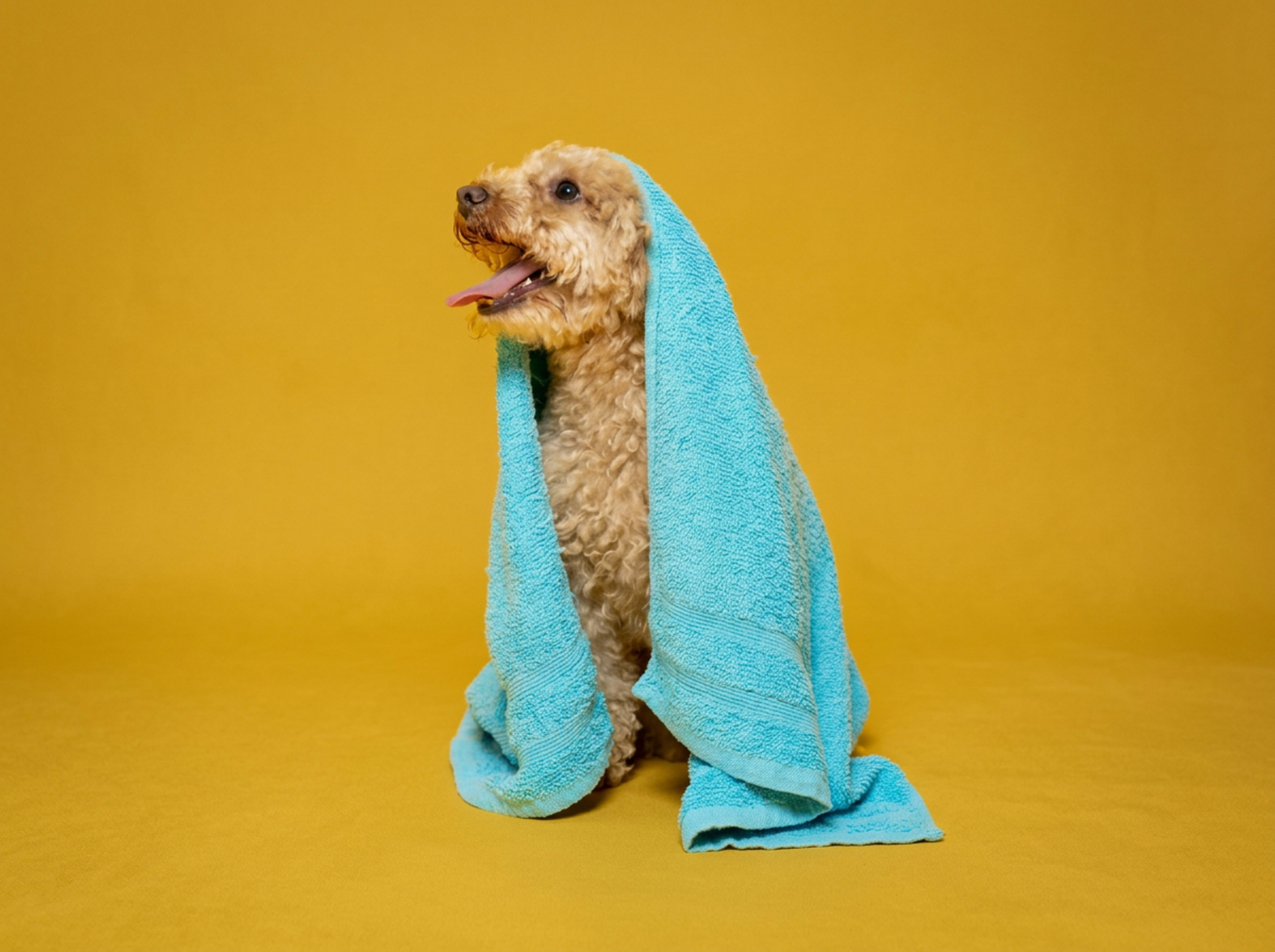 Woof Wash team — passionate dog groomers in Austin, TX Travis County