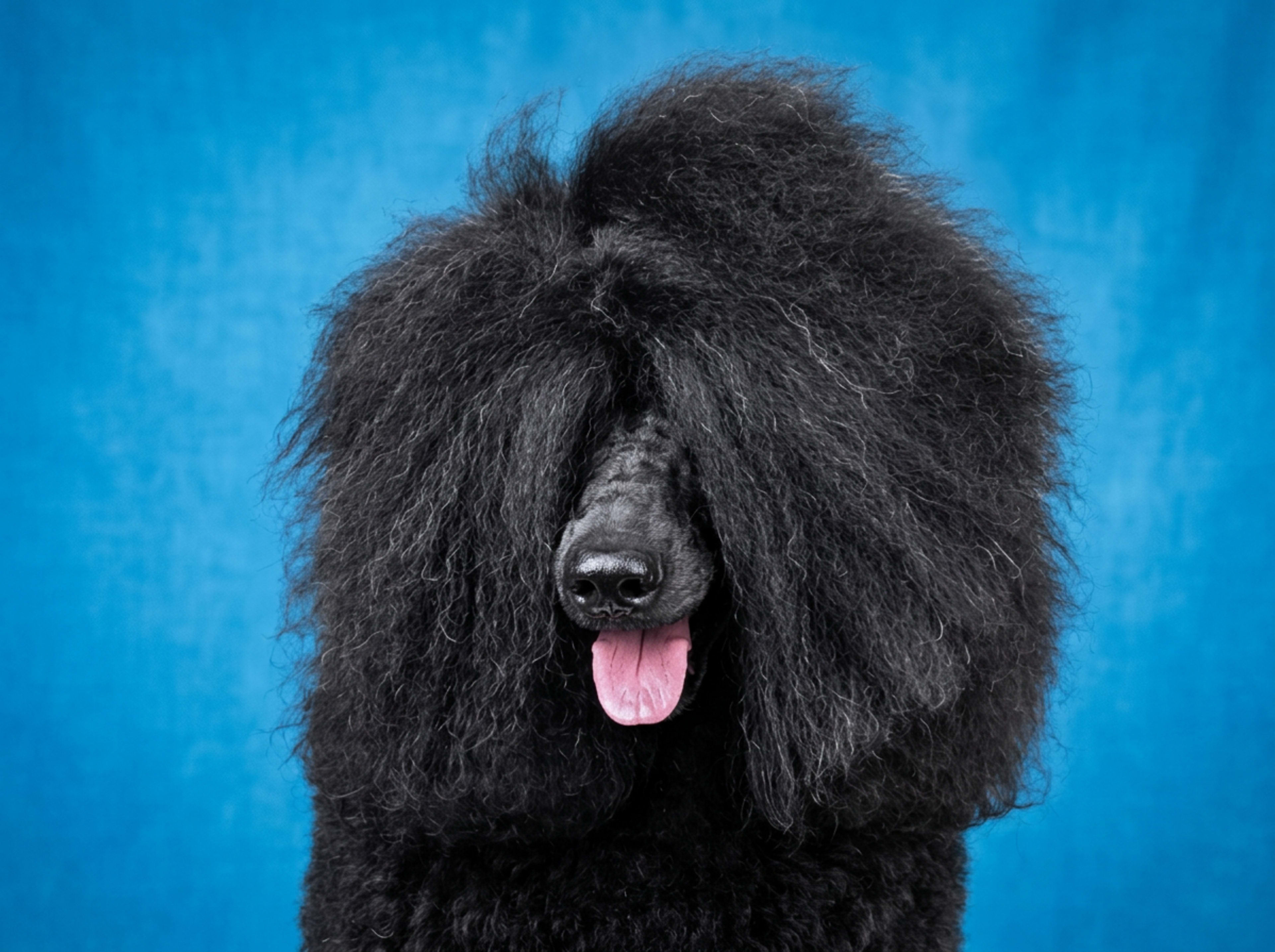 Mobile dog groomer serving Travis County and Austin, Texas