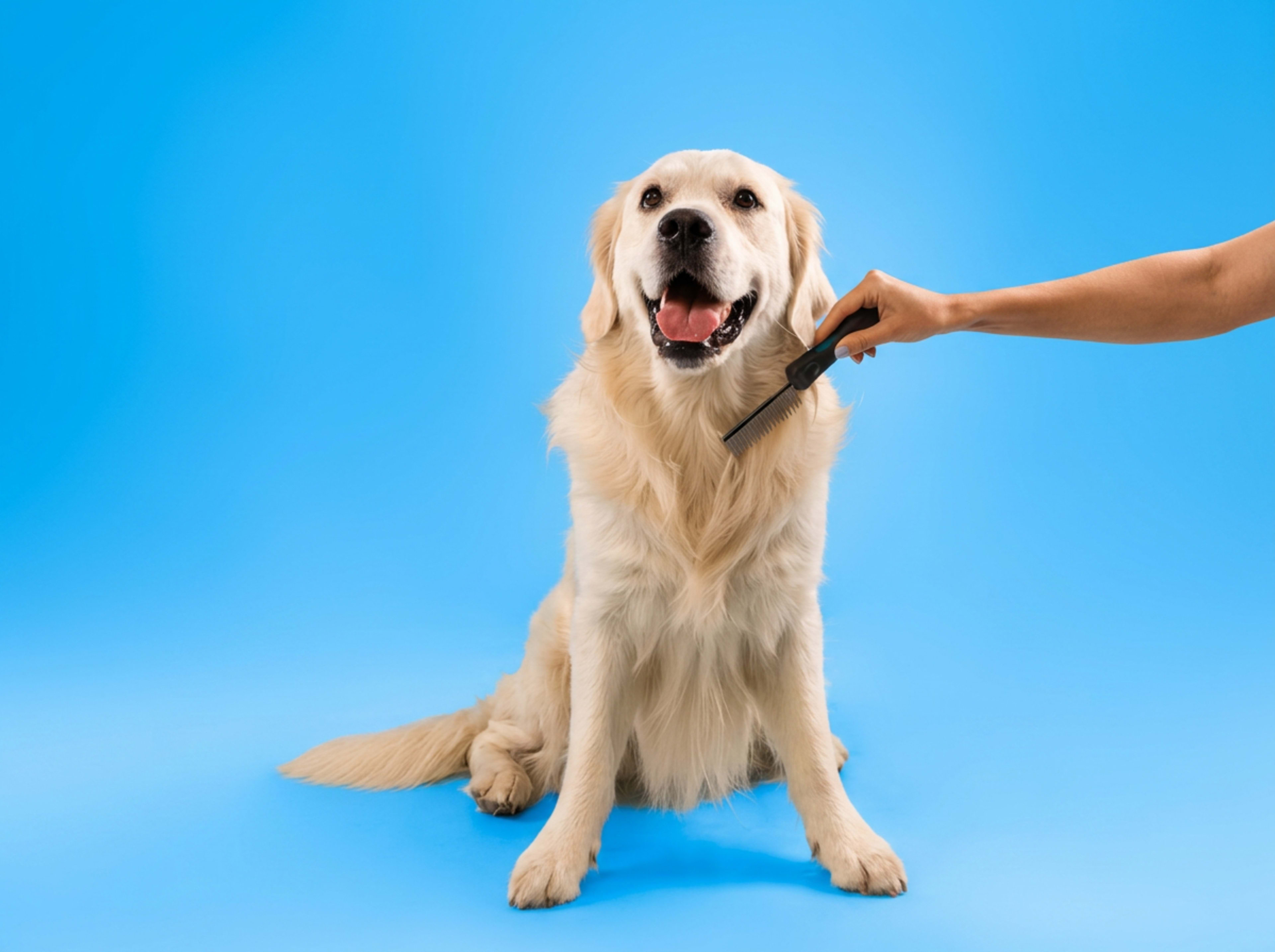 Stress-free dog grooming for anxious dogs in Austin, TX Travis County
