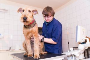 Weterynarz Częstochowa - Rafał Kopyto - Vet-KoR