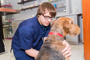 Weterynarz Częstochowa - Rafał Kopyto - Vet-KoR