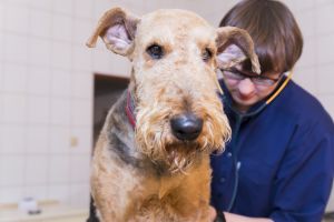 Vet-KoR - Klinika weterynaryjna częstochowa