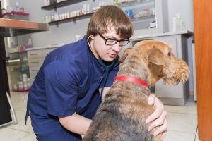 Vet-KoR - Klinika weterynaryjna częstochowa