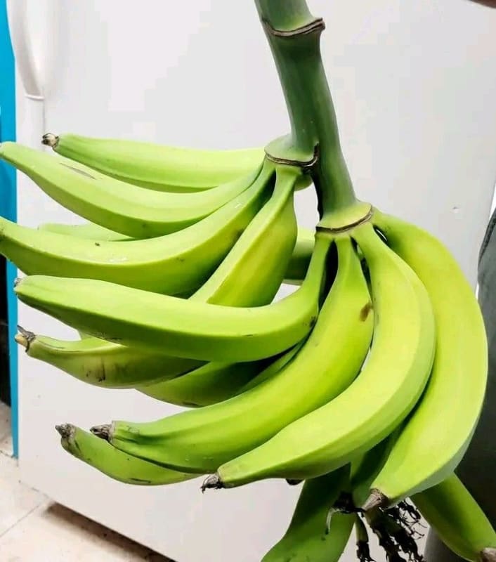 Plantain 