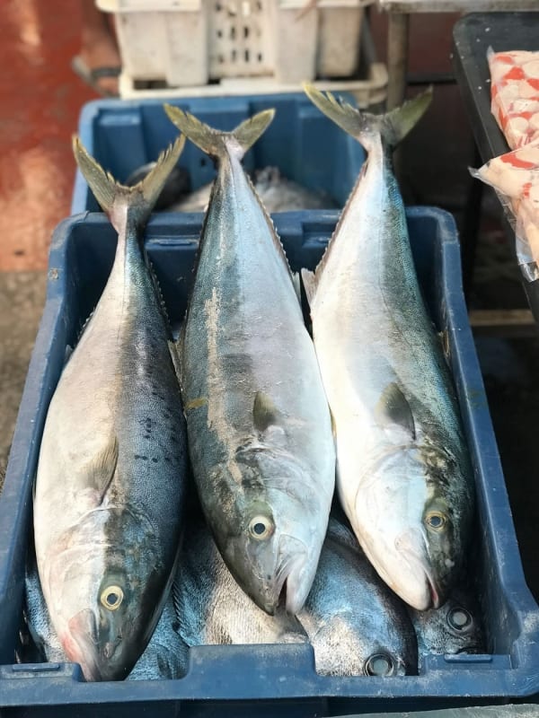 Fish 