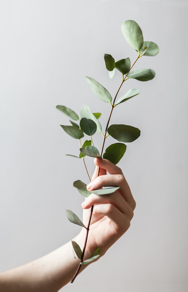 woman holding a tree branch