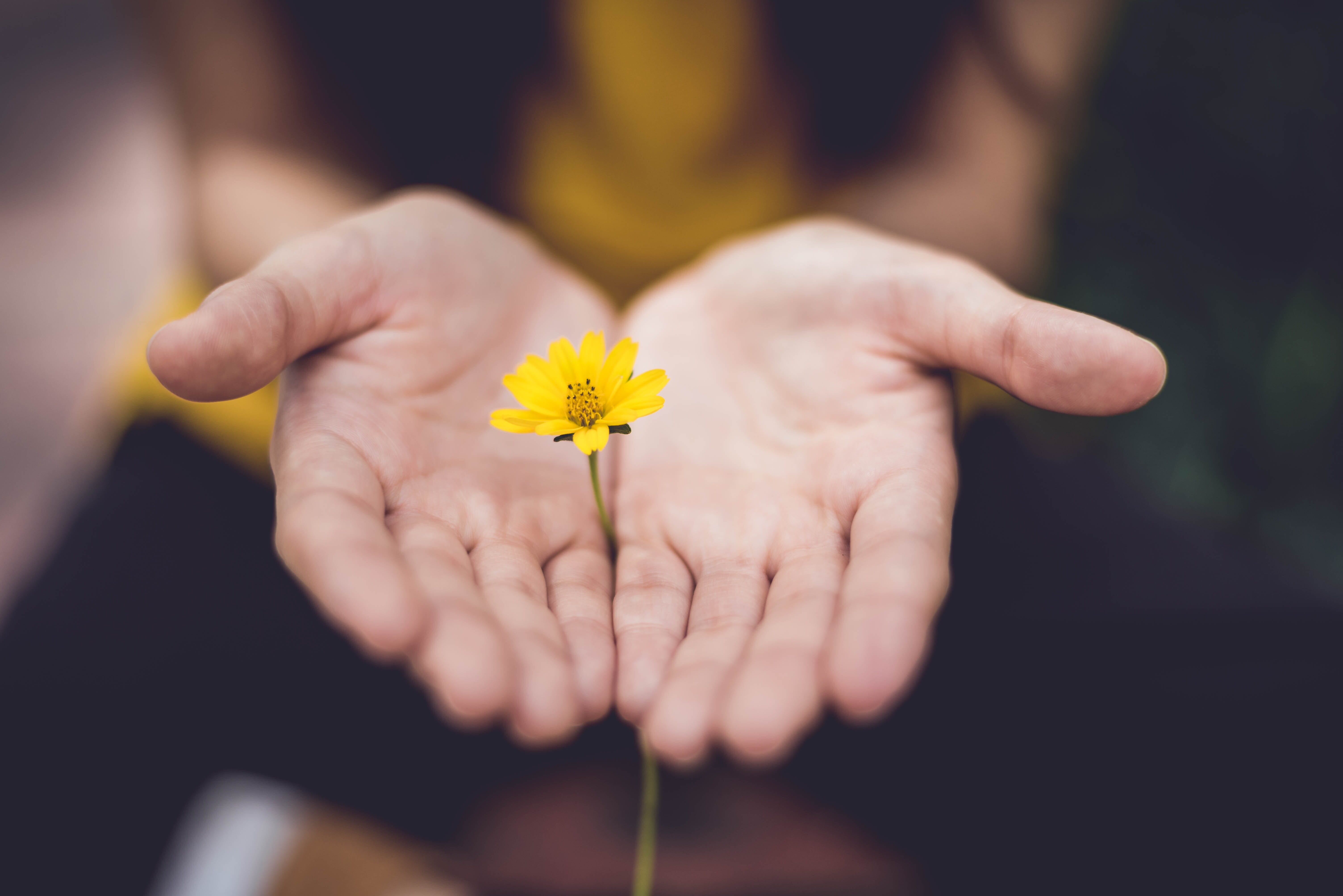 delicate hands holding a small yellow flower