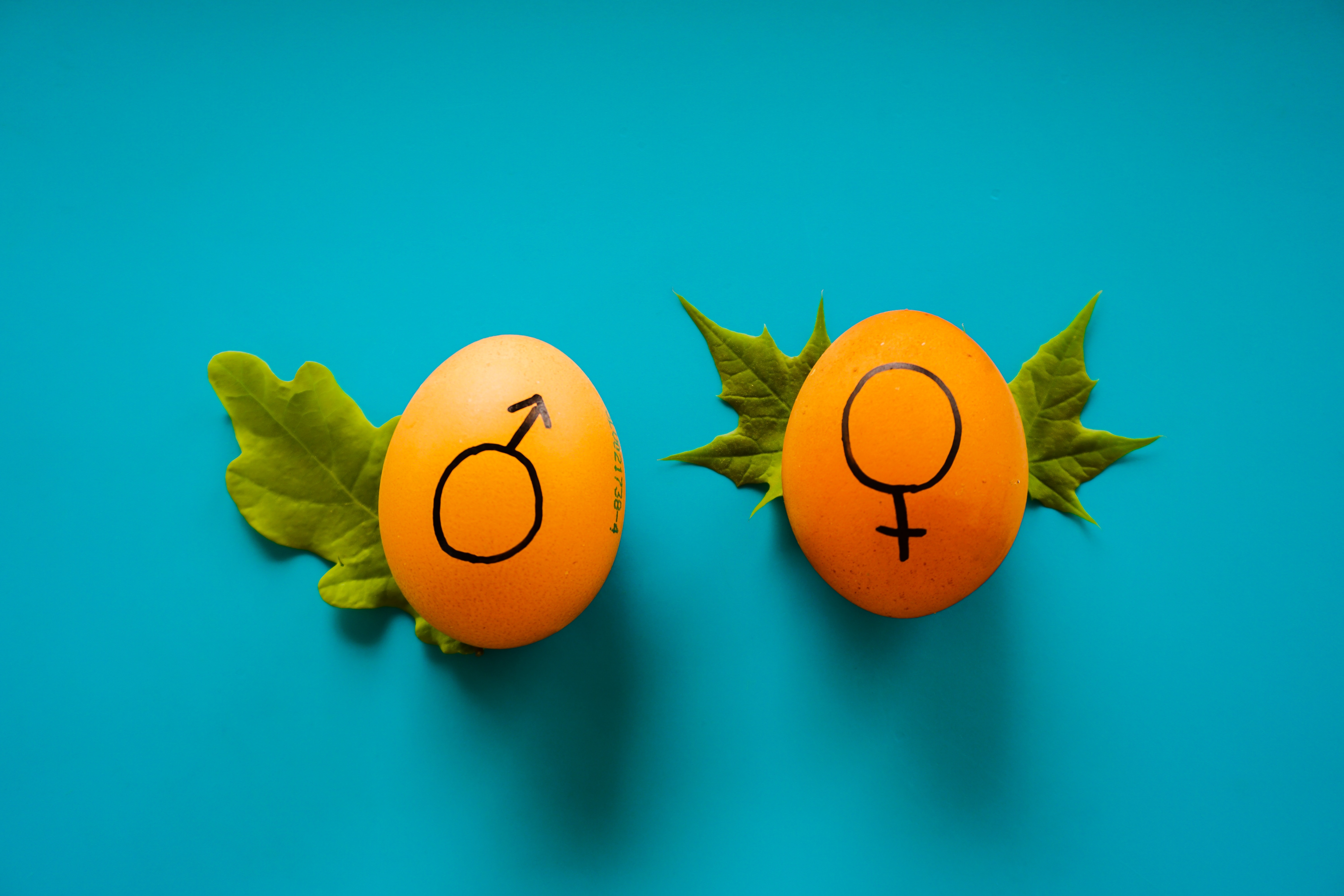 two eggs marked with gender symbols