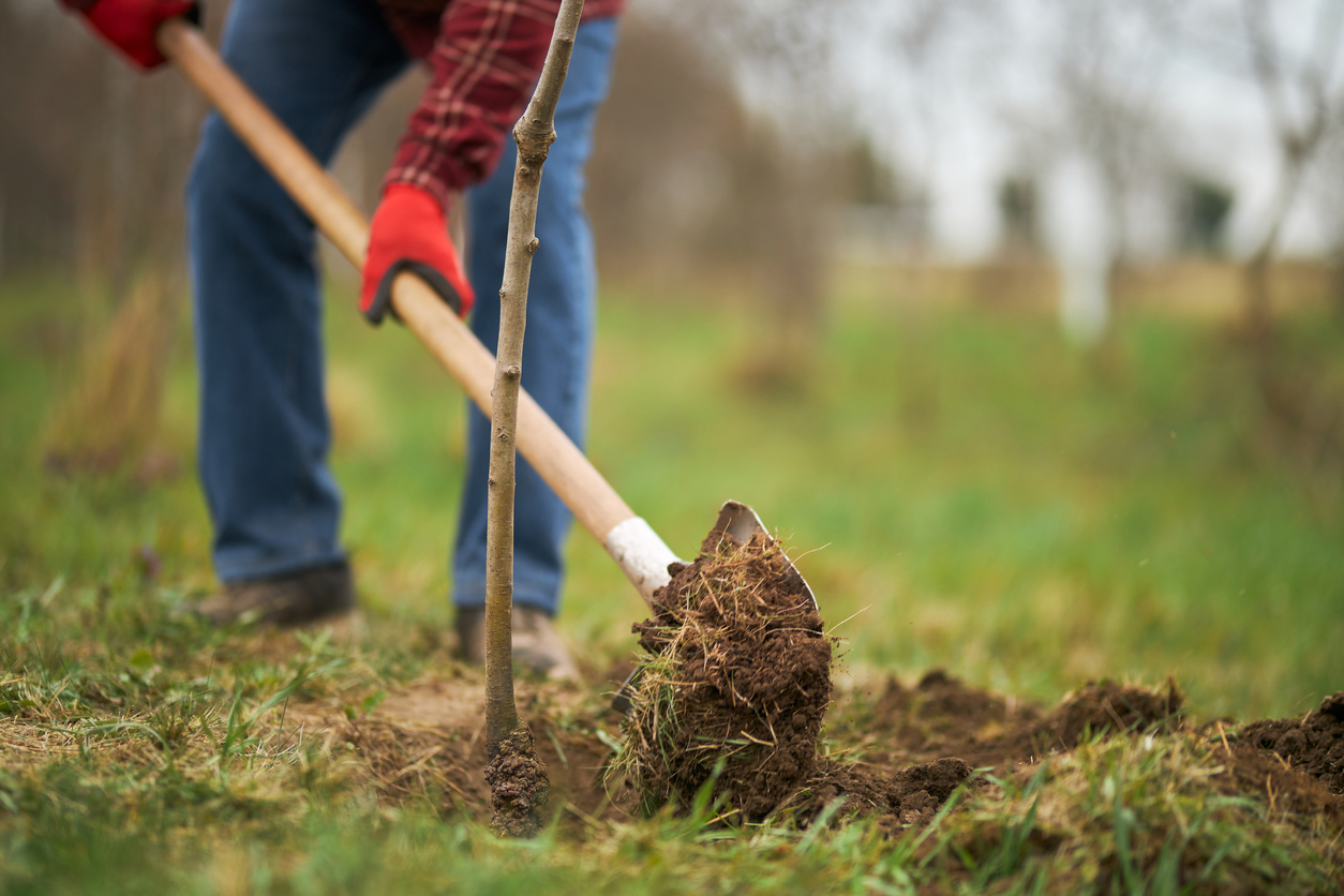 person planting a tree in tribute to a loved one