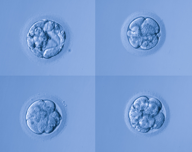 ivf embryos
