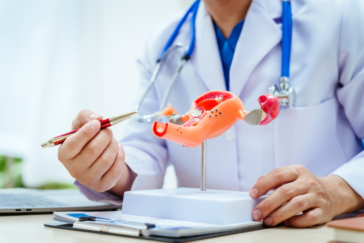 reproductive endocrinologist describing embryoglue using an anatomical model