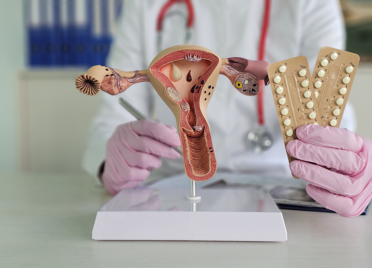 doctor holding up an anatomical model of the female reproductive system