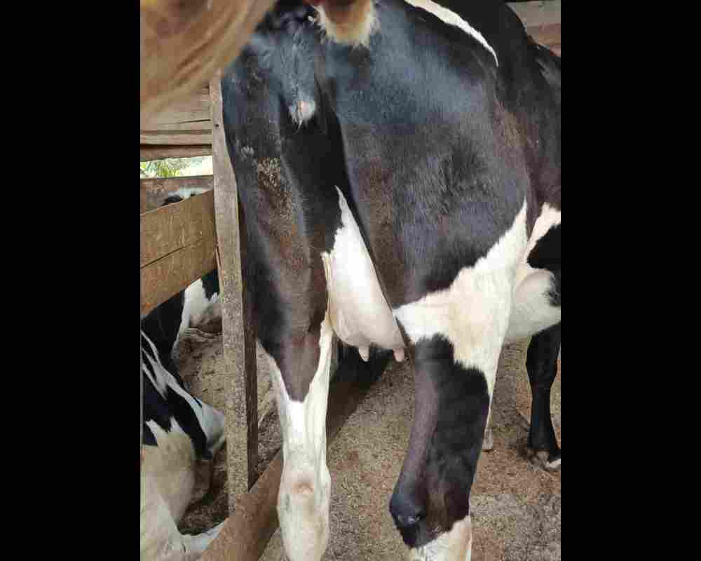Friesian Cattle for sale in Kiambu