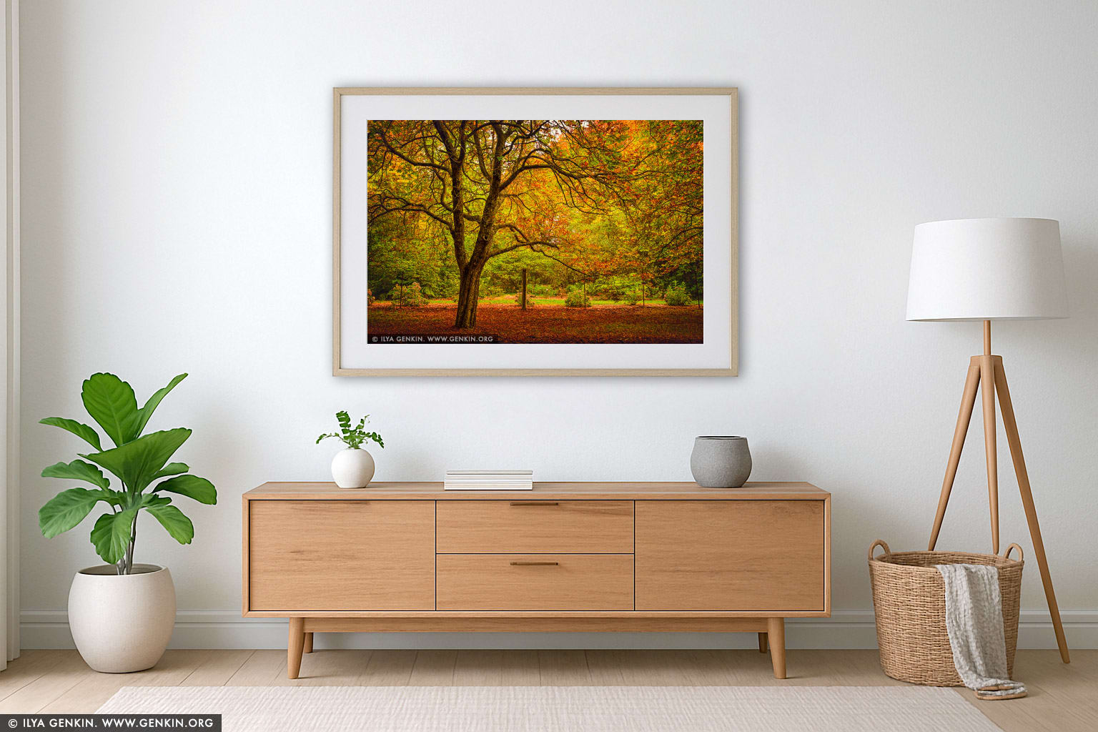 Autumn Avenue in Mount Wilson wall art in a minimalist living room interior